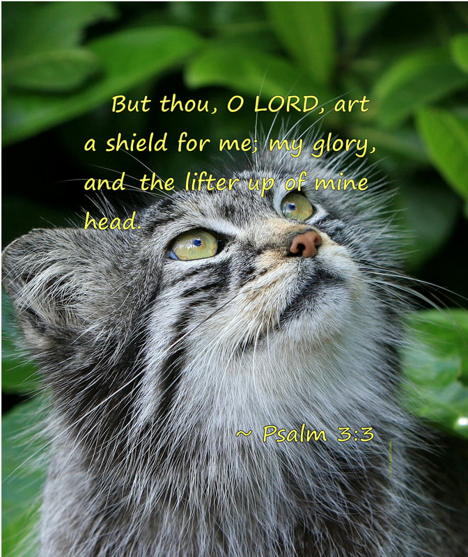 Kitten with Psalm 3:3